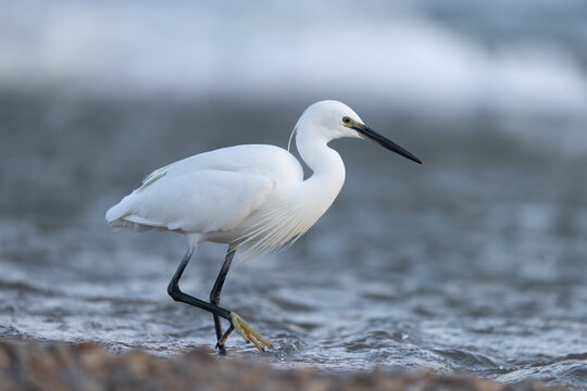 Little Egret (Egretta garzetta) Foraging and Wading in Shallow Water along Pebble Shore
