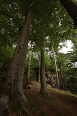 Fototapeta premium Forest trees and Stone Boulders