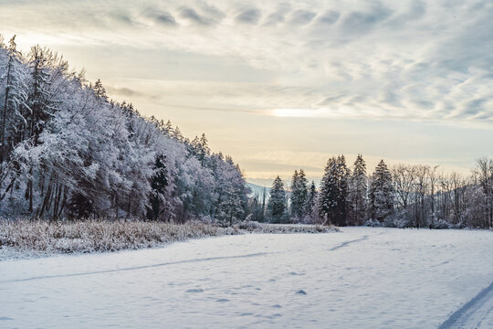 Beautiful winter landscape with snow covered pine forest under a cloudy sunset sky
