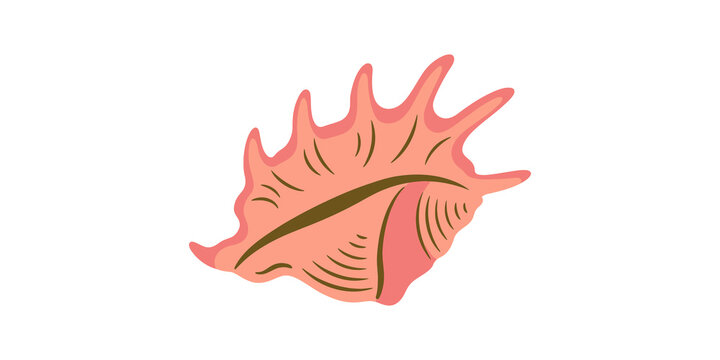 Pink conch sea shell with brown accents for marine design projects.