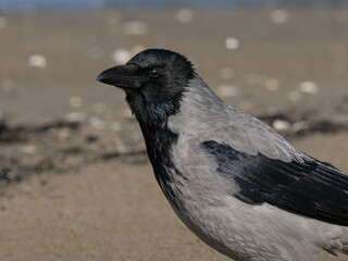 Obraz premium Close up portrait of hooded crow on blurry sand background