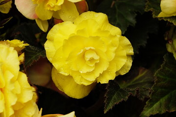 Fiore di begonia gialla in piena fioritura con petali doppi in giardino © Simone