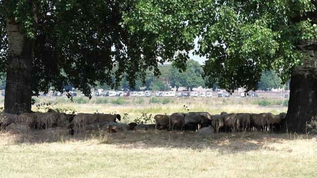 Flock of Sheep Resting Under Shade of Large Trees | Pastoral Meadow Landscape with Caravans in Distance
