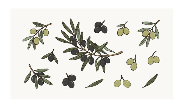 Untitled design - 2Hand Drawn Olive Tree Branch and Berry Vector Collection