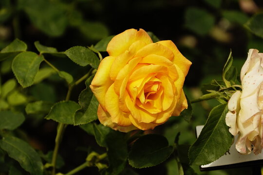 Rosa gialla in fiore immersa nel verde del giardino