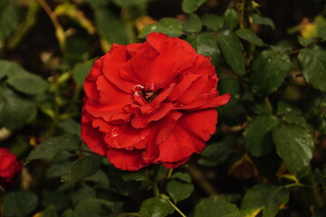 Rosa rossa in piena fioritura con gocce di rugiada sui petali in giardino © Simone
