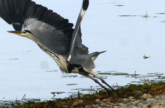 Heron bird spreads its big wings and starts to fly near the lake, waterbird, wildlife background