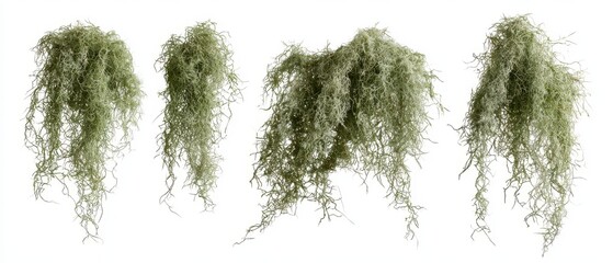 Obraz premium Set of dried pale green Spanish moss draped flat, botanical study, isolated on pure white background