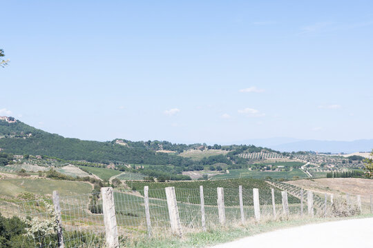 vineyard in the summer in Tuscany italy