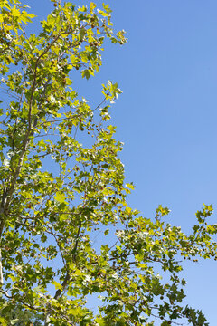 green leaves against blue sky
