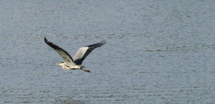 Heron bird spread wings and fly above the lake in nature waterbirds background