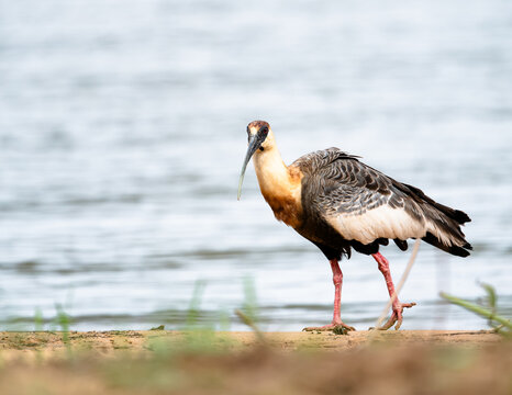 buff-necked ibis