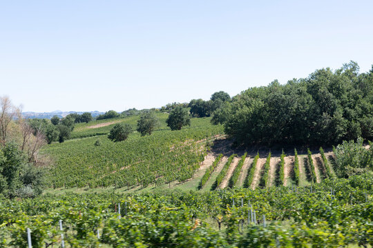 rows of vines in vineyard