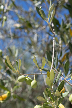 green olives on tree