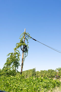 vines growing on a telephone pole