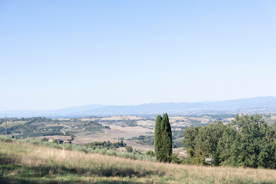 landscape with trees in Tuscany italy
