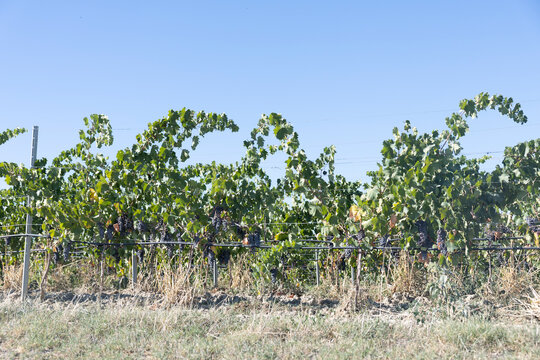 view of vineyards in Tuscany italy