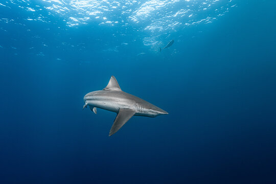Bronze whaler shark swimming deep blue ocean