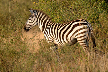 Plains zebra standing in bush. Kenya © Oleg Znamenskiy