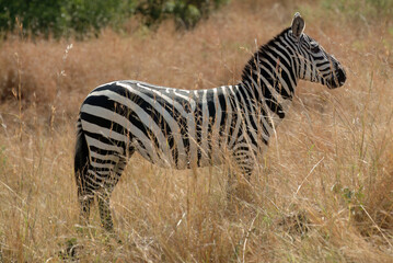 Plains zebra standing in tall, dry grass. Kenya © Oleg Znamenskiy