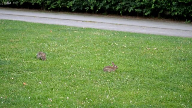 Wild Rabbits Grazing on Green Park Lawn | Cute Rabbits in City Park near Footpath and Hedges
