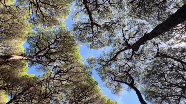 Spinning low-angle view of green pine tree crowns from the ground forest canopy under a bright blue sky. The spinning camera movement creates a sense of wonder and vertigo effect.