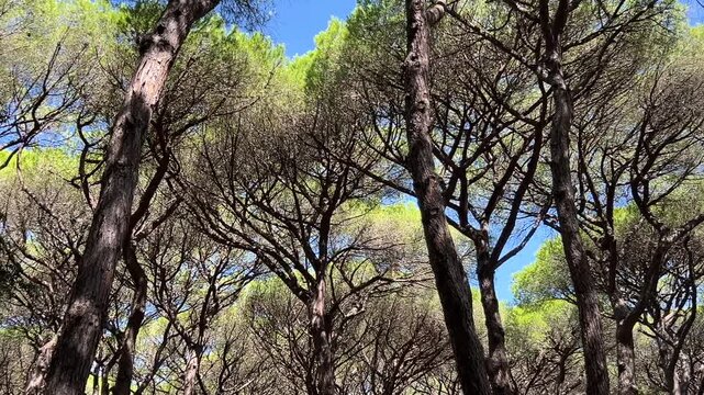 Rotating video of a pine forest canopy under a bright blue sky. The camera movement creates a dynamic sense of wonder and vertigo effect.