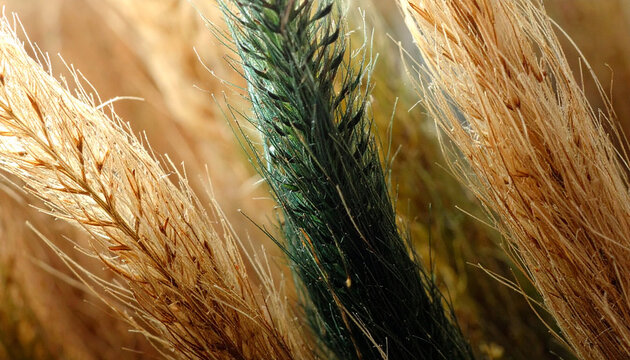Macro surreal green wheat spike golden grain texture