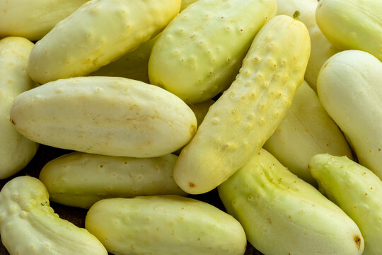 An abundance of rare American heirloom White Wonder cucumbers fills the frame.
