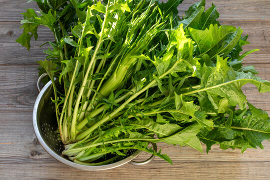 Whole large puntarelle di galatina chicory with visible flower stalks overflowing from a colander on rustic gray boards.