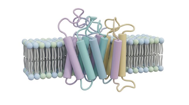 3D structure of G protein coupled receptor in lipid bilayer membrane