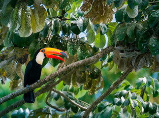 toucan in the tree © Agata Carr