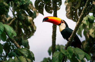 toucan in the tree © Agata Carr