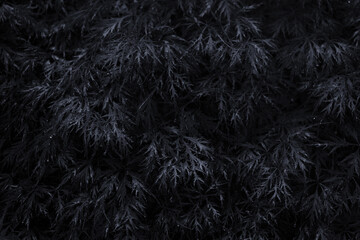Fototapeta premium Dark Maple Foliage Texture with Moody Botanical Atmosphere