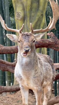 Majestic fallow deer standing in forest habitat chewing food captured in motion video clip file