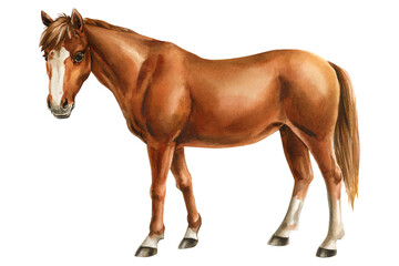 Fototapeta premium Chestnut Horse Watercolor Painting with White Blaze and Socks Standing Isolated on White Background for Farm and Equestrian Art
