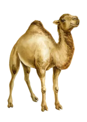 Dromedary Camel Watercolor Painting with Single Hump Tan Desert Animal Isolated on White Background for Safari Educational Design © Hanna