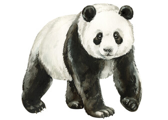 Giant Panda Watercolor Painting of Black and White Bear Standing Isolated White Background Wildlife Nursery Asian Animal Design © Hanna