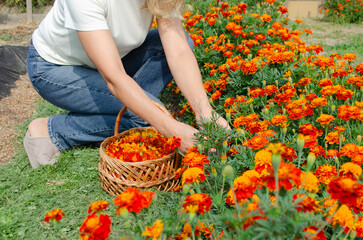 Fototapeta premium Woman harvesting vibrant orange marigolds into a wicker basket in a sunny garden bed.