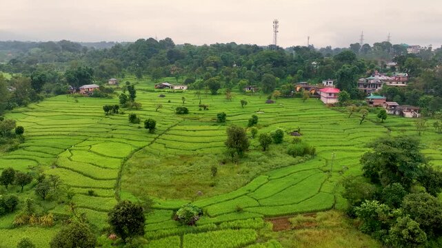 High-angle top-down aerial sweep across terraced paddy cultivation fields, water runoff pathways, and lush organic vegetation in Palampur countryside