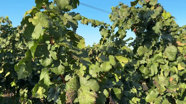 Green grapevine leaves grow densely on a trellis under a clear blue sky, showing varied leaf textures and small clusters of dark grapes
