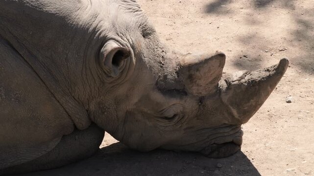 White Rhinoceros (Ceratotherium simum) resting on dirt ground
