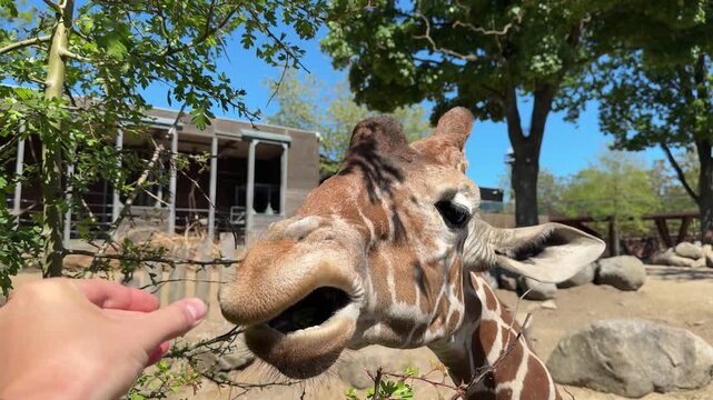 Giraffe (Giraffa camelopardalis) eating leaves from hand