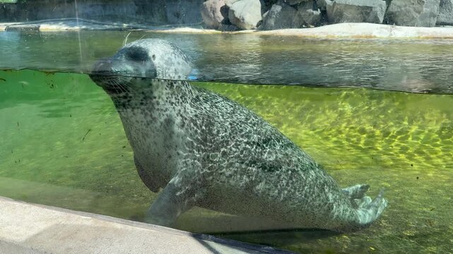Harbor Seal (Phoca vitulina) resting in aquarium