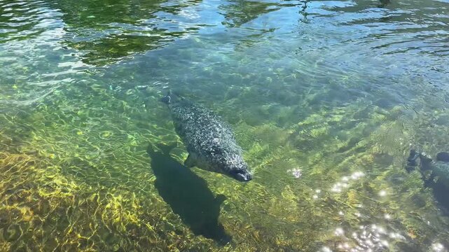 Seals (Phocidae) swimming under clear water high-angle view