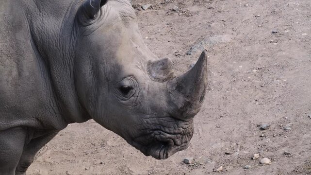 White Rhinoceros (Ceratotherium simum) standing close-up