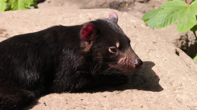Tasmanian Devil (Sarcophilus harrisii) lying down close-up