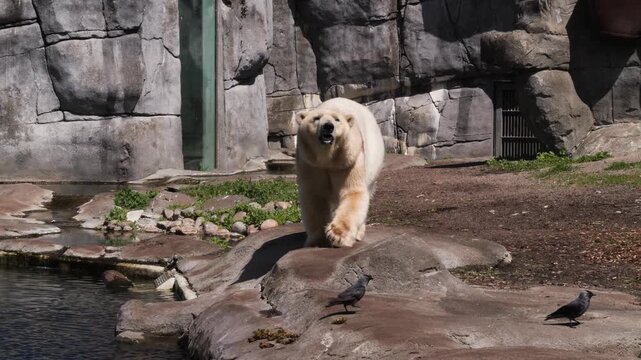 Polar Bear (Ursus maritimus) walking on rock enclosure