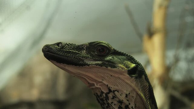 Profile portrait of a Monitor Lizard (Varanus) close-up
