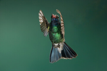 Fototapeta premium Broad-billed hummingbird in flight